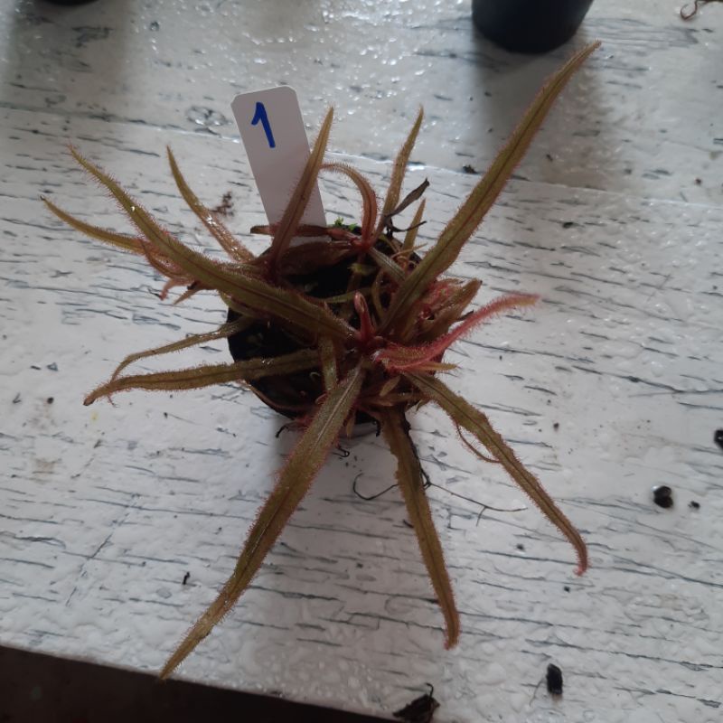 ต้นหยาดน้ำค้าง D.adelae สีใบจะแดงขึ้นเมื่อได้รับแสงและความเย็นเพียงพอ