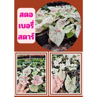 บอนสีสตอเบอร์รี่ สตาร์ 1 กระถางต้นบอนสี สตอเบอรี่สตาร์ Strawberry star ต้นแข็งแรง จัดส่งพร้อมกระถาง