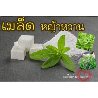 เมล็ดพันธุ์ หญ้าหวาน 10 เมล็ด Stevia Seeds เมล็ดพันธุ์แท้100% นำเข้าจากต่างประเทศ