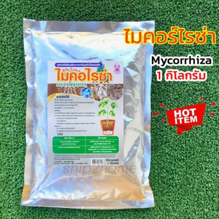 ไมคอร์ไรซ่า Mycorrhiza 1กิโลกรัม เชื้อราไมคอไรซ่า จุลินทรีย์เชื้อราชีวภาพกระตุ้นพืชโตเร็ว