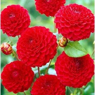 1 หัว/ออเดอร์ รักเร่ Dahlia สายพันธุ์ Pompon Nescio Red หัวรักเร่ ดอกไม้ หัวหน่อ เหง้า นำเข้า เนเธอร์แลน หัวสดใหม่