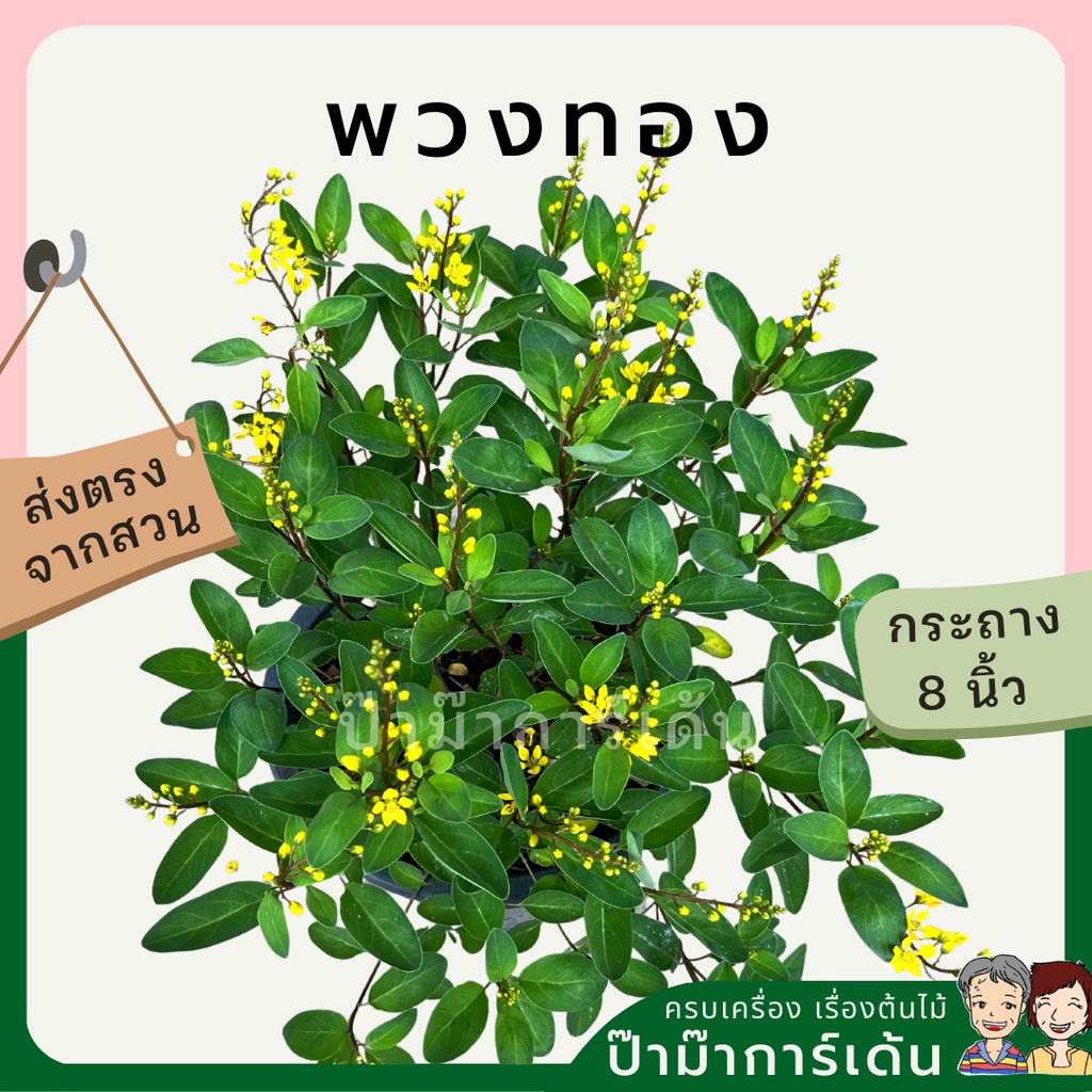 มุมมอง 5