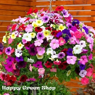 เมล็ดพันธุ์ ดอกพิทูเนีย คละสี (Petunia)200 เมล็ด ปลูกง่าย ปลูกได้ทั่วไทย
