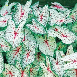 20pcs/Bag Coleus benih Bonsai Flower Leaf Plants Rainbow Dragon Plant Garden pPrL