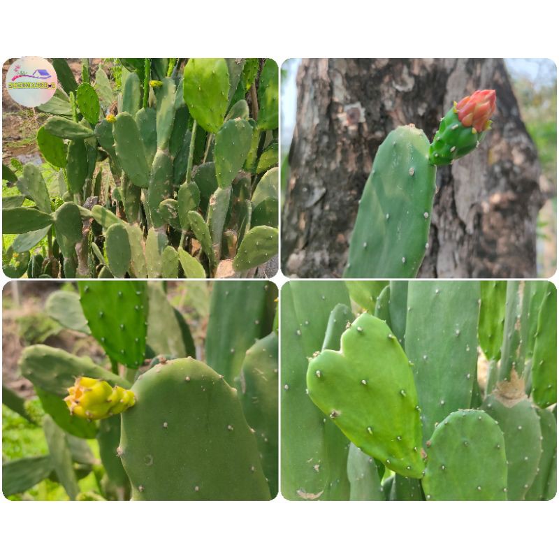 โอพันเทีย ใบเสมา กระบองเพชร Opuntia Cochenillifera อาหารเต่า