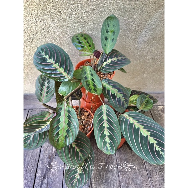 คล้ามารันต้าเรด Red maranta ไม้หายาก ไม้สะสม