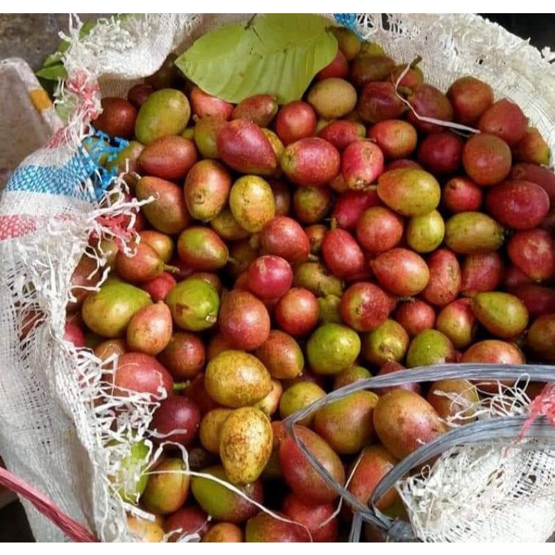 ต้นกล้าลำไยคริสตัลสีแดง สูงประมาน40ซม.