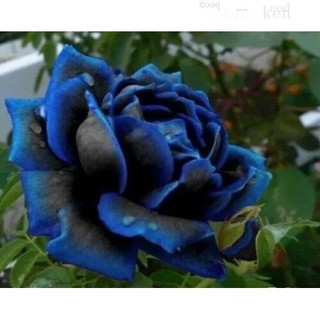 Midnight Blue Rose กลีบสีน้ำเงินดำ10Pcsเมล็ดกุหลาบ/สร้อยข้อมือ/เมล็ด/เมล็ด/หมวก/คื่นฉ่าย/ดอกไม้/ดอกทานตะวัน/แอปเปิ้ล/บ้า