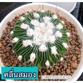 🌵🧠 คลื่นสมอง แคคตัส 🧠🌵 Echinofossulocactus