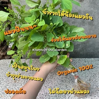 ตำแยแมว หญ้าแมว 1ชุดได้10ต้น สำหรับให้แมวกิน ปลูกแบบออแกนิคไร้สารพิษ