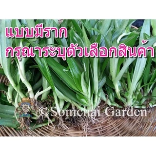 หญ้าปักกิ่ง ต้นสด อายุ 3-4 เดือน ปลูกแบบอินทรีย์ (สมุนไพรกระตุ้นภูมิคุ้มกัน)