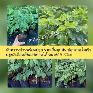 ผักหวานบ้านพร้อมปลูกรากเต็มทุกต้น ปลูกง่ายโตเร็ว 🌱