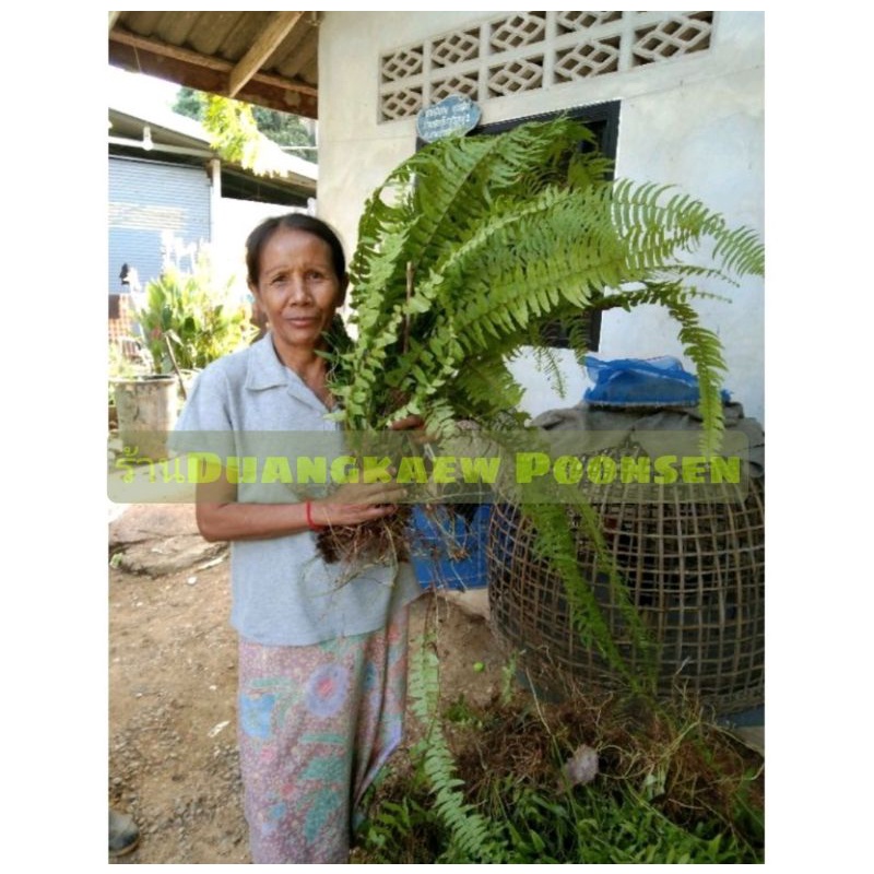 เฟิร์นสไบนาง ต้นละ3บาท น้ำหนัก300กรัม.10ต้นขึ้นไป