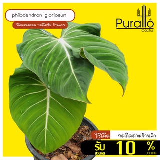 ฟิโลเดนดรอน กอลิโอซัม ก้านแบน ใบ 2 แฉก philodendron gloriosum #philodendron #Rare #ต้นไม้ฟอกอากาศ