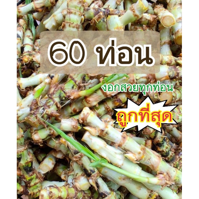 ยอดนิยม‼️พันธุ์หญ้าหวานอิสราเอล ลาเอล เลี้ยงไก่ ตั๊กเเตน ปลา วัว ม้า เเพะ ปลูกเลี้ยงสัตว์ อาหารสัตว์