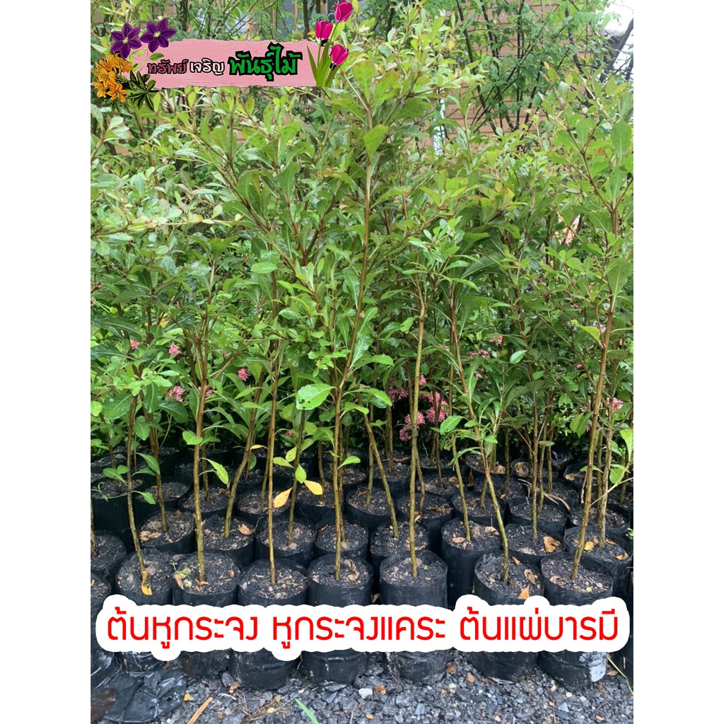 ต้นหูกระจง หูกระจงแคระ ต้นแผ่บารมี สูง 80-90 cm. พร้อมส่ง สำคัญกรุณาสั่งซื้อในเวลา12:00น.-00:00น.