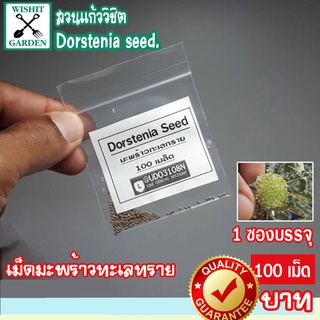 เม็ดมะพร้าวทะเลทราย Dorstenia seeds. ขายเมล็ดมะพร้าวทะเลทราย ราคาถูก