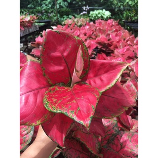 อโกลนีมา-ซุปเปอร์เรด Super Red #Aglaonema #แก้วกาญจนา#ไม้กระแสนิยม#ต้นไม้ประดับ#ใบสวยงาม#ปลูกประดับบ้าน#จัดสวนสวย#ใบด่าง