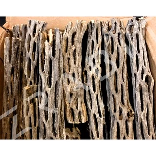 Cholla Wood 5inch ซื้อ 3 ชิ้น แถม 1 ชิ้น คัดพิเศษ ขอนไม้บ้านกุ้ง บ้านกุ้งแคระ กุ้งเรดบี