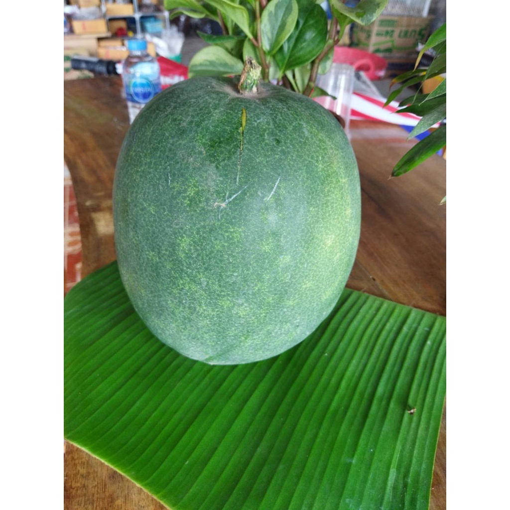 ฟักหม่น ฟักเขียว ฟักหอมหรือฟักป้อมมีทั้งแบบลูกสั้นและลูกยาว ทำอาหาร แกงก็อร่อย สดจากสวนธรรมชาติไม่มีสารพิษ 1ลูกประมาณ3กก - รูปที่ 3