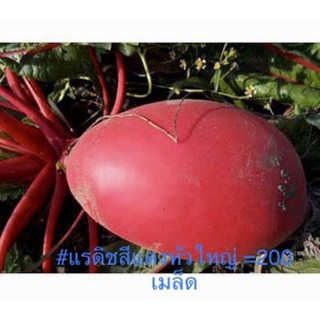 เมล็ดพันธุ์ แรดิช สีแดง หัวใหญ่ ( Big Red Radish Seed ) บรรจุ 100 เมล็ด