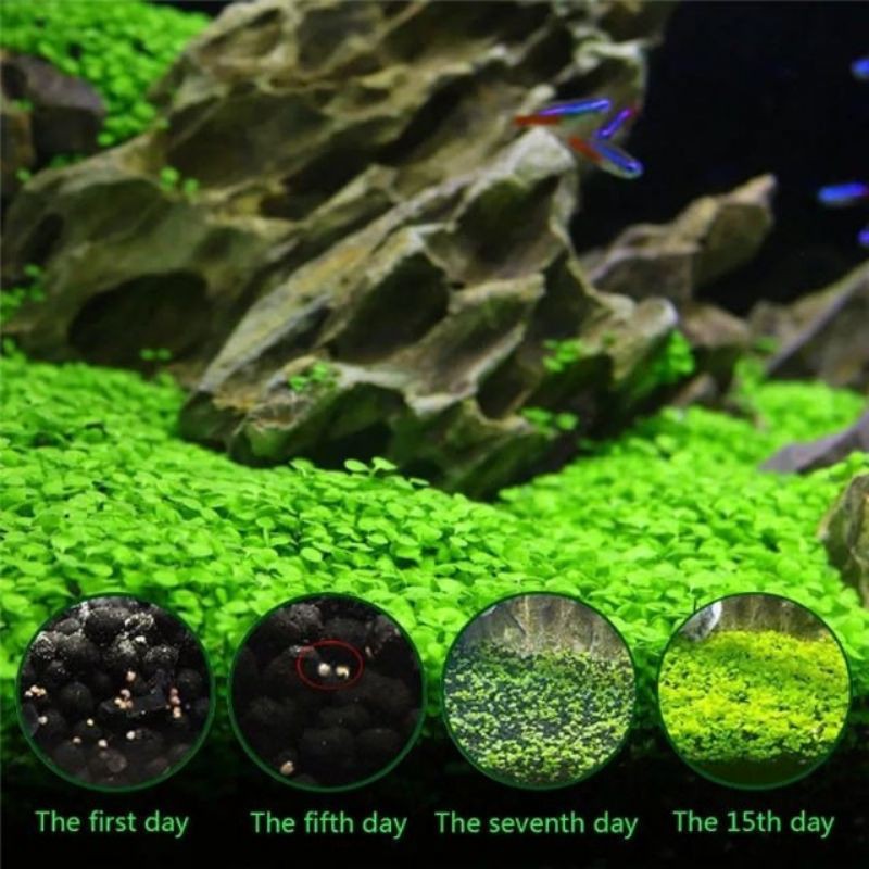 🎏🥇เมล็ด​ไม้น้ำ 💕3แถม1 (ปลูกง่าย)พร้อมปลูกพืชไม่ต้องใช้co2