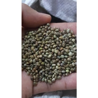 ฮวยมั้วเม็ดใหญ่เกรดสวย รหัส A+อาหารนก แฮมเตอร์ กระรอก(แบ่ง 500g -1kg)