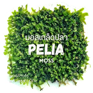 มอสเกล็ดปลา สำหรับแต่งตู้ปลา ตู้ไม้น้ำ จัดสวนขวด จัดสวนชื้น - PELIA MOSS ต้นไม้น้ำ