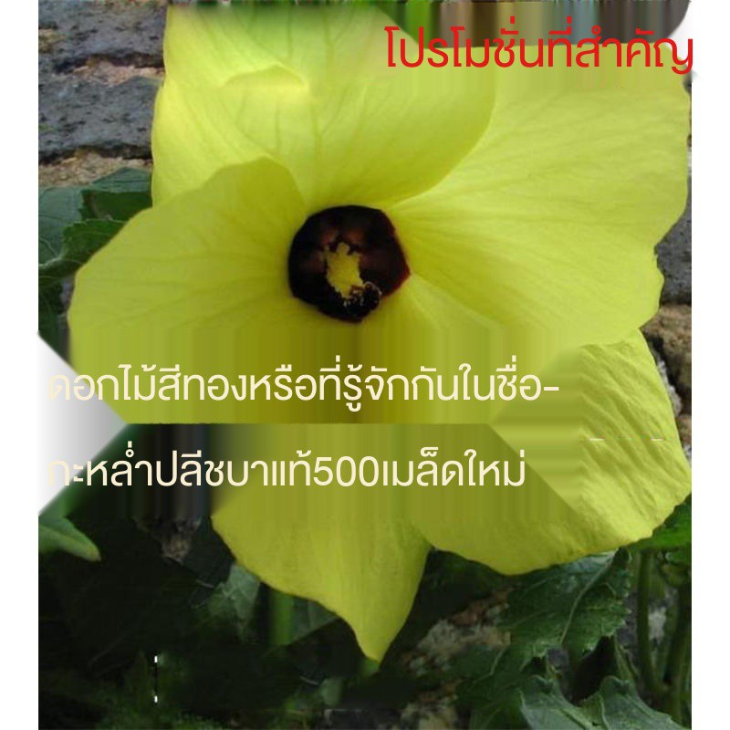 My Image 62