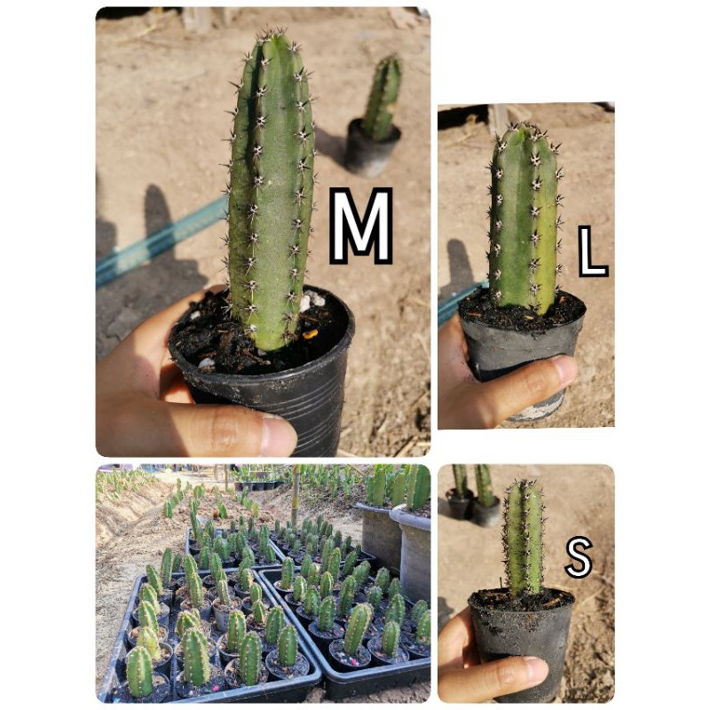 ตอหนามดำไต้หวัน มีรากแล้ว ตอพร้อมกราฟ Cactus แคคตัส กระบองเพชร ไม้อวบน้ำ ไม้กราฟ ราคาถูก​ หนามดำ ตอก