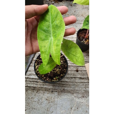 Alocasia Pink dragon variegated
