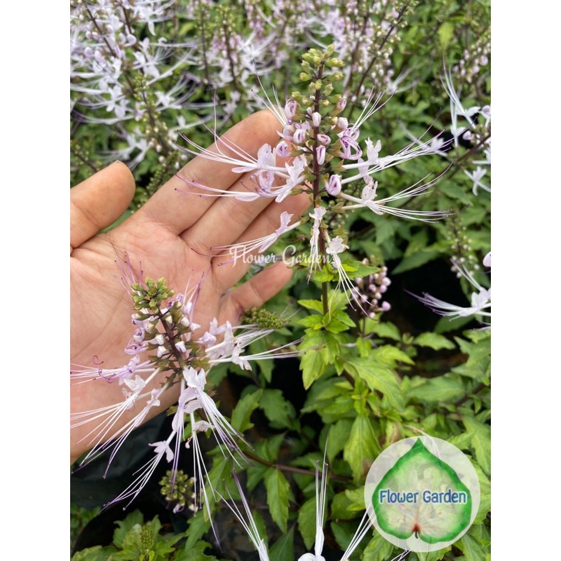 Flower Garden F249 Cat’s whiskers หญ้าหนวดแมว สมุนไพรรักษาความดัน เบาหวาน นิ่ว ขับสารพิษ Java tea/Kidney tea plant