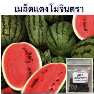 เมล็ดพันธุ์ แตงโม เมล็ดพันธุคัดพิเศษ 70 เมล็ด [10 แถม 1 คละได้]