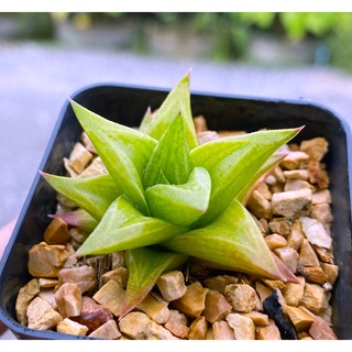 H.limifolia hybrid ‘smooth surface’ A029(ลิมิตฟอเลีย)