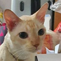 Profile boymeaypookmaneekong