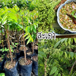 ต้นสะเดา🌱เสียบยอดสูง40-60ซม.(รับประก้นสินค้ารำรุดเสียหาย)