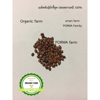 เมล็ดพันธุ์ผักขี้หูด พันธุ์ดี ปลอดสารเคมี Organic farm ทนต่อโรค ผักขี้หูด