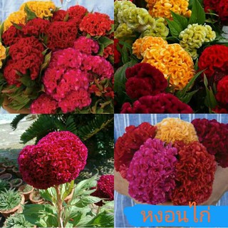 เมล็ดหงอนไก่คละสี ป ลูกประดับเพื่อความสวยงาม