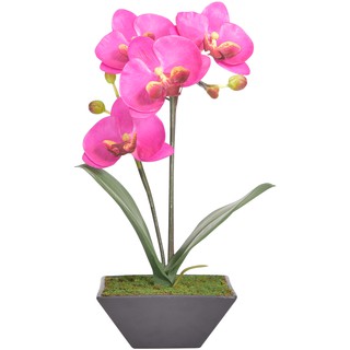 OrientalFineArt  กระถางกล้วยไม้ Phalaenopsis จัดในกระถางเซรามิคสวยคลาสสิค ดอกไม้เกรดพรีเมี่ยม(AM-15-B F17)