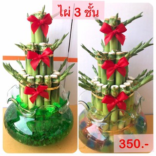 Mini Plant ไผ่ 3 ชั้น