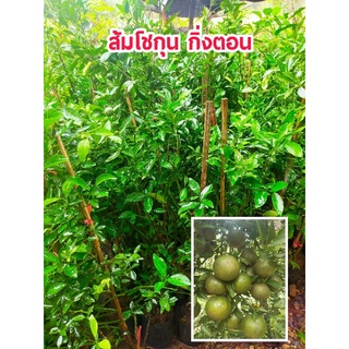 #ส้มโชกุนกิ่งตอนสูง 100 cm ติดผลเร็ว