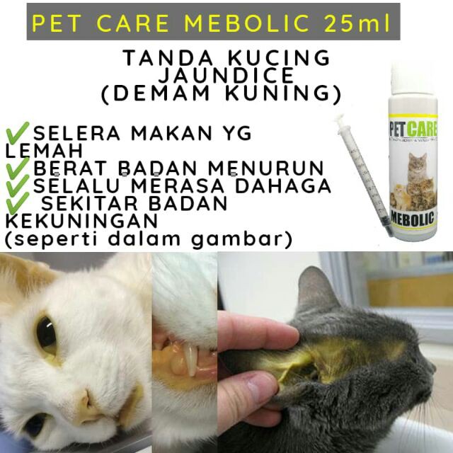 Ubat Selsema Kucing