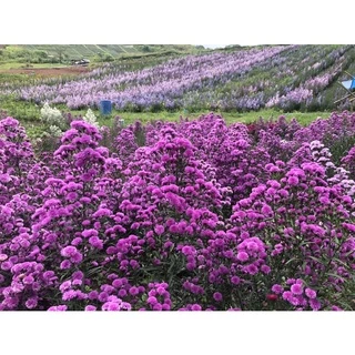 ♥️มากาเรตญี่ปุ่น 🌺กระถาง 2 นิ้ว