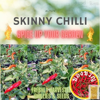 Skinny Chilli Seeds * Special Variety * ปราศจากสารกำจัดศัตรูพืช * (เก็บเกี่ยวสดจาก SG) เสื้อ/ ชาวไร่/ของเล่น/กางเกง/ และ