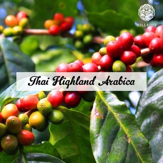Hillkoff : เมล็ดกาแฟคั่ว อาราบิก้า คั่วเข้ม ฮิลล์คอฟฟ์ (French) Arabica 100% ขนาด 500 g 20 ถุง อราบิก้า เมล็ดกาแฟ