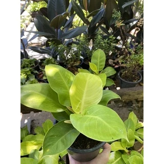 ต้นกุมารทองเรียกทรัพย์ Philodendron Moonlight จัดส่งพร้อมกระถางดำ 6 นิ้ว