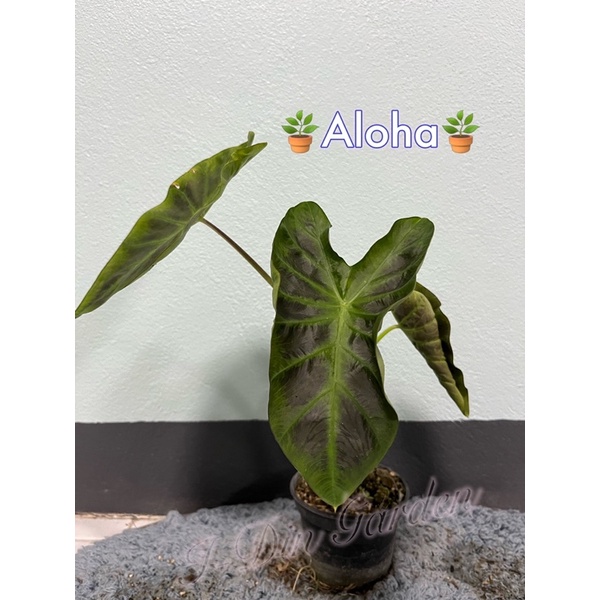 Colocasia esculenta Aloha