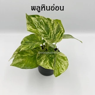 [5 ต้น ลด 5%] พลู 10 ชนิด 🌱 กระถาง 3-4 นิ้ว พลูบราซิล พลูฉลุ พลูด่าง พลูทอง พลูงาช้าง พลูหินอ่อน พลูสนิม