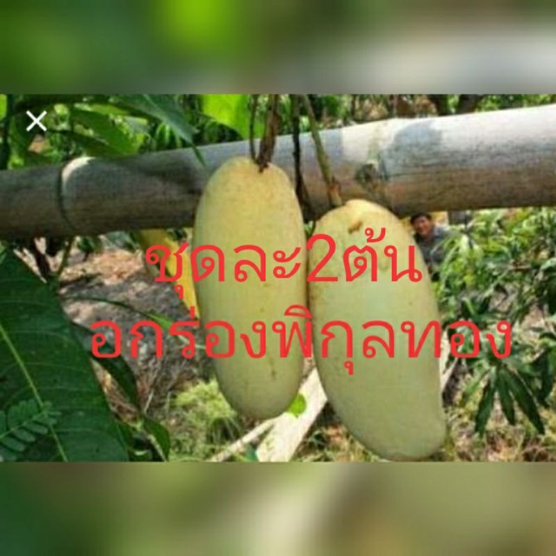 มะม่วงอกร่องพิกุลทอง ชุดละ2ต้น สูง 80 ซม.ทาบกิ่ง
