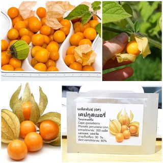 เมล็ดพันธุ์ เคปกูสเบอรี่ (Cape gooseberry Seed) บรรจุ 300 เมล็ด คุณภาพดี ราคาถูก ของแท้ 100%